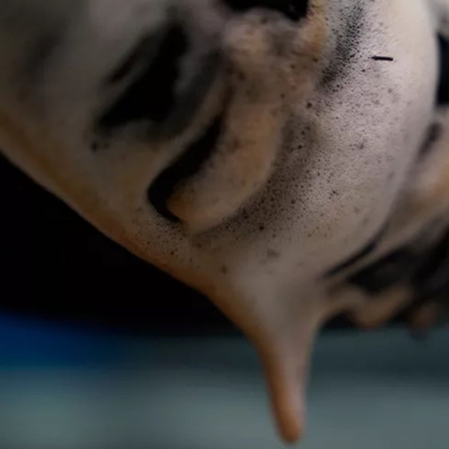 Shampoo Automotivo V-Floc 1,5L - Pluri Mol 1,5l Easytech e Luva de Microfibra Zacs